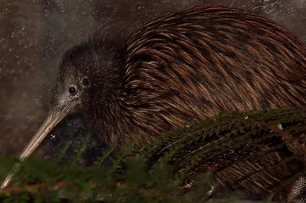 Kiwi Birdlife Park