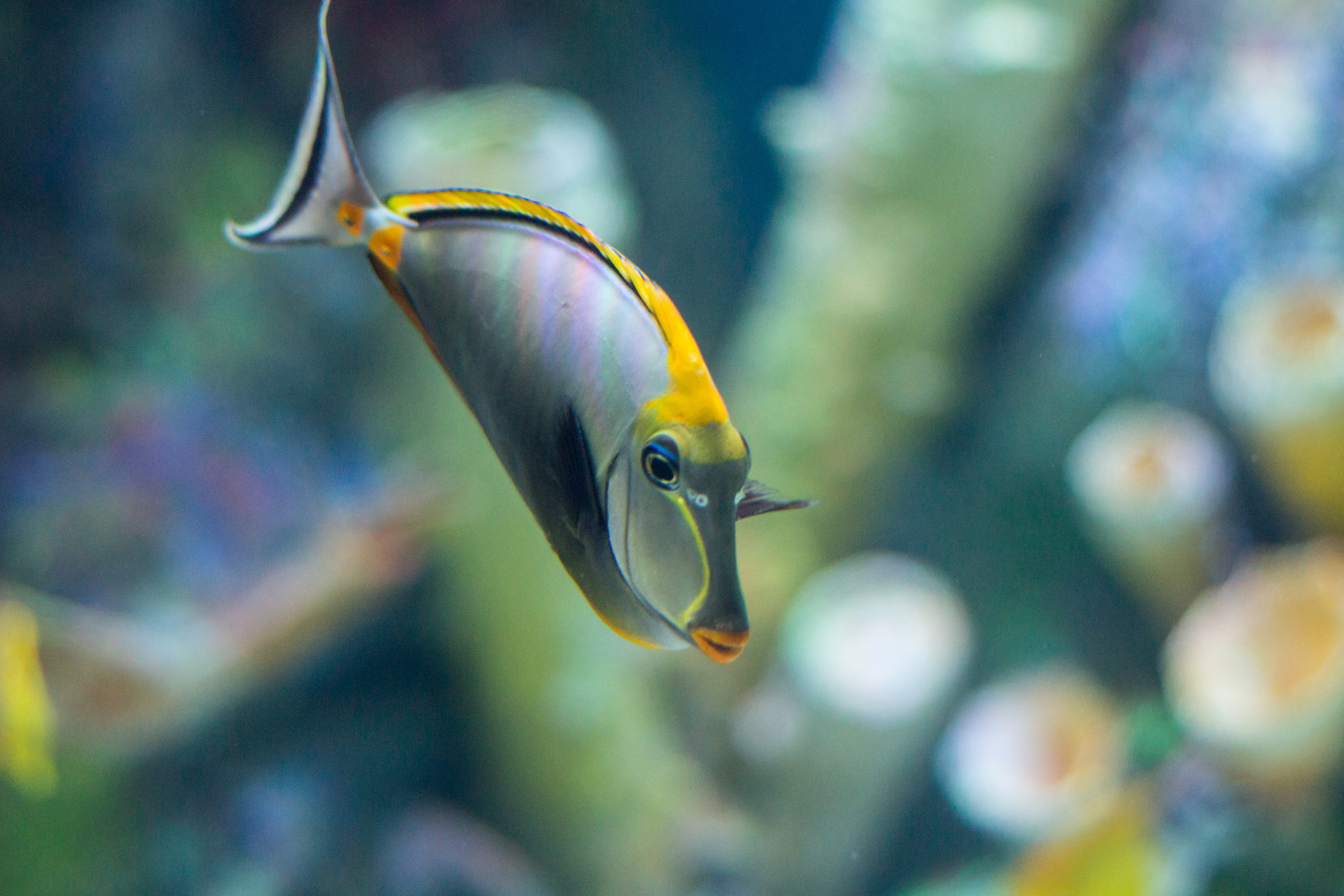 Maui Ocean Center