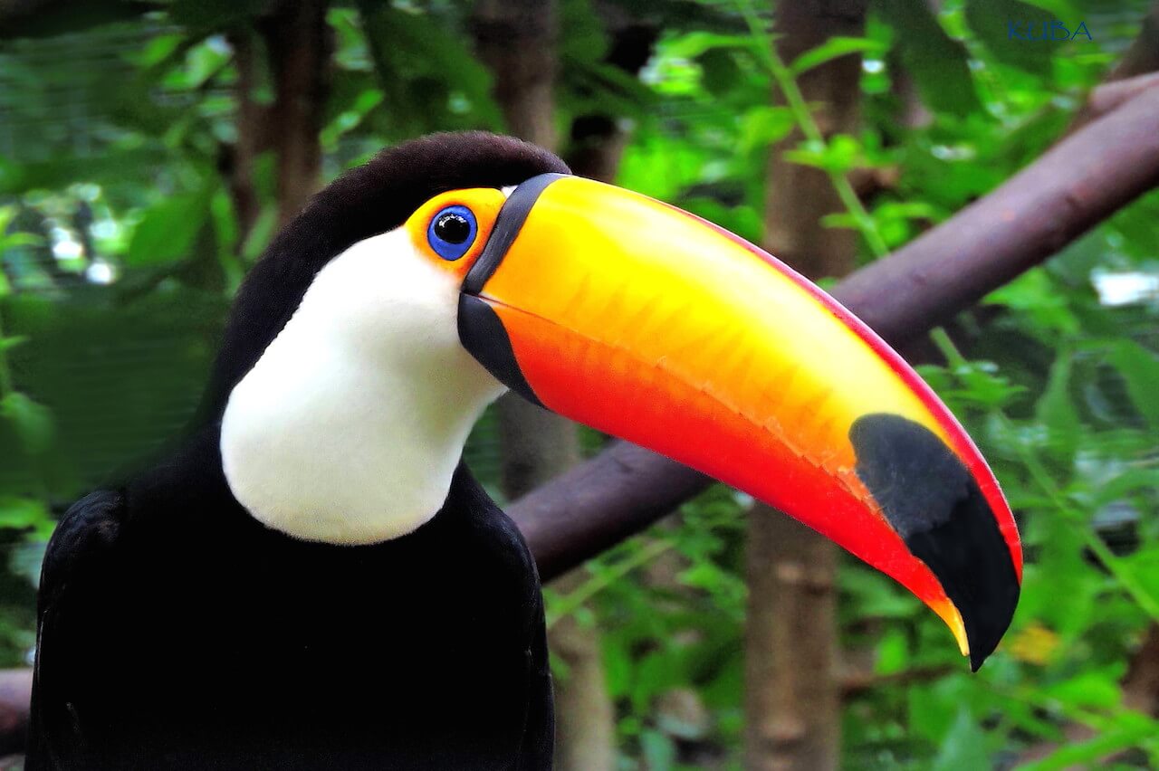 Honolulu Zoo