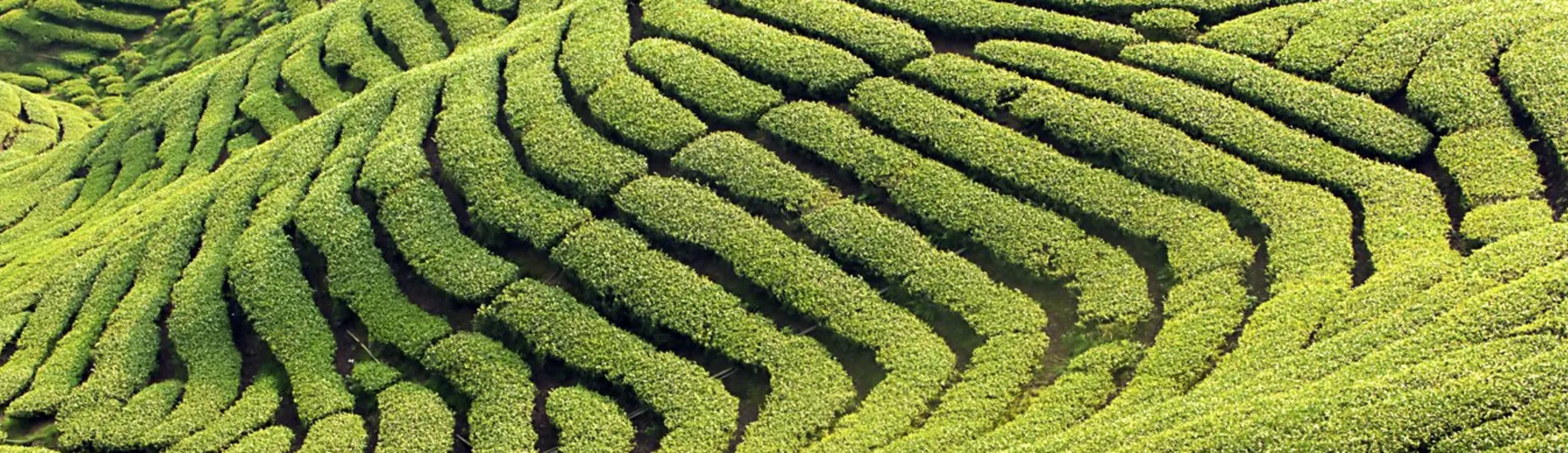 Chiayi County uçak bileti