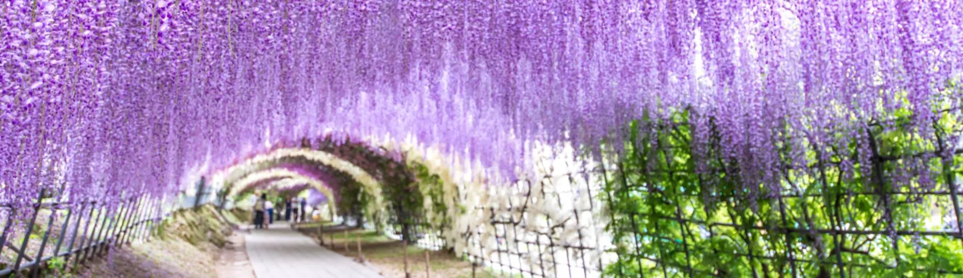 Miyako District - Fukuoka uçak bileti