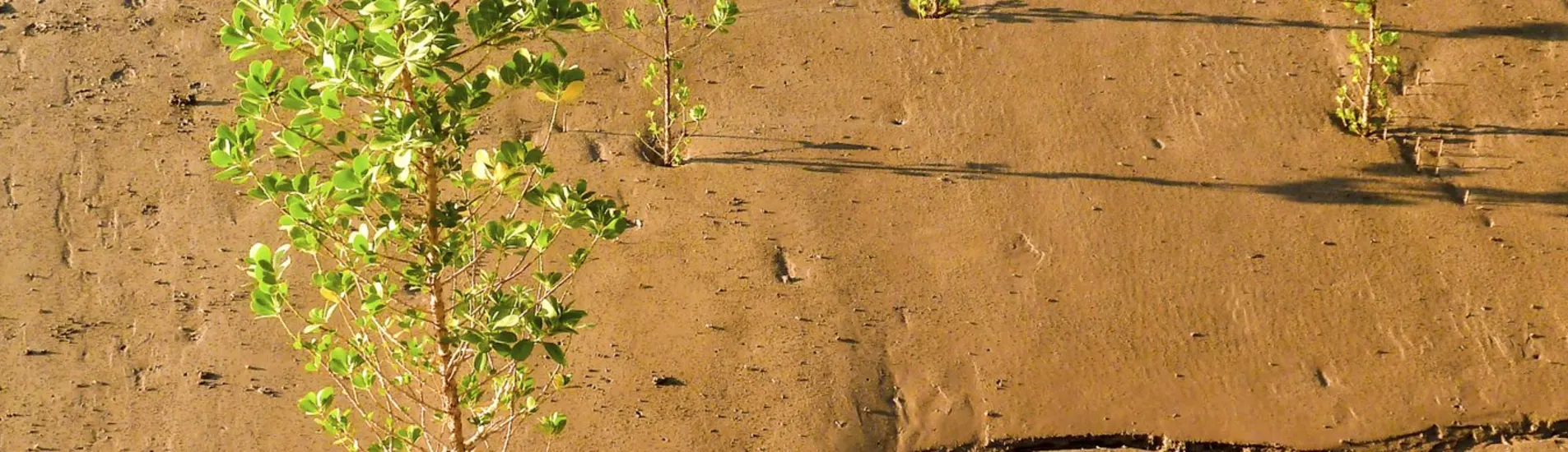 Nuakşot - Nouadhibou uçak bileti