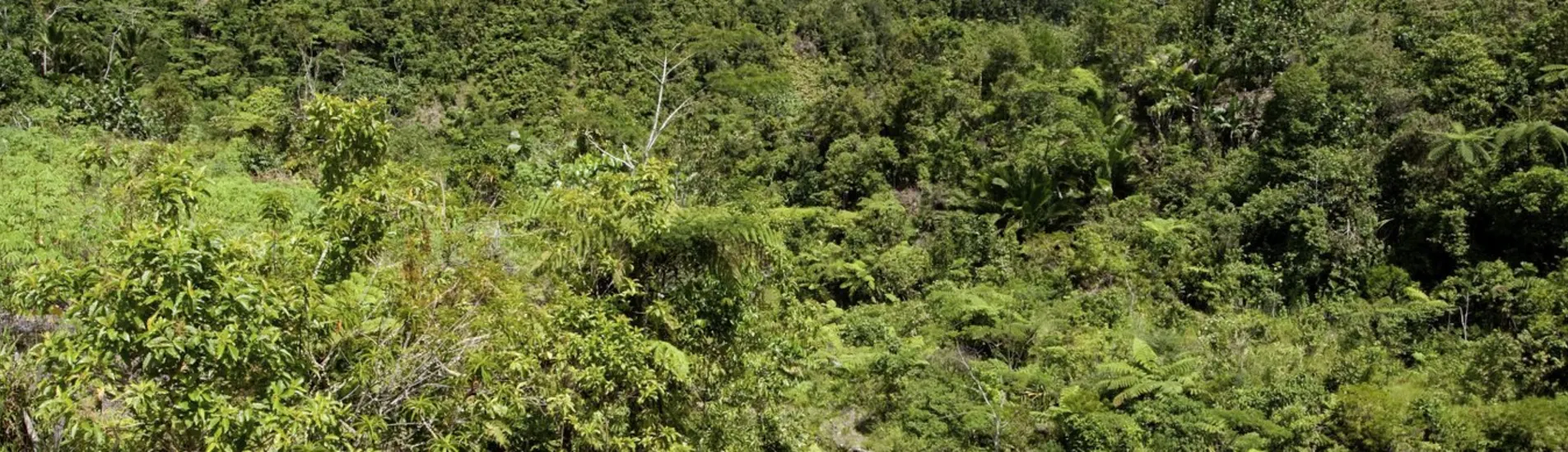 São Tomé - Malabo uçak bileti