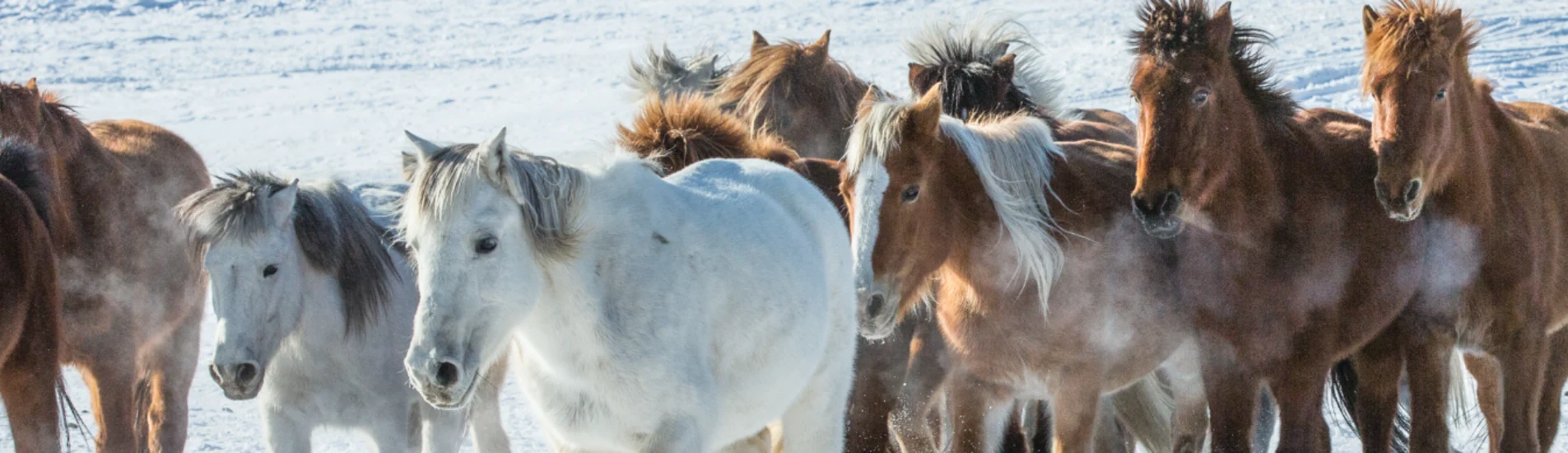 Erenhot - Chifeng uçak bileti