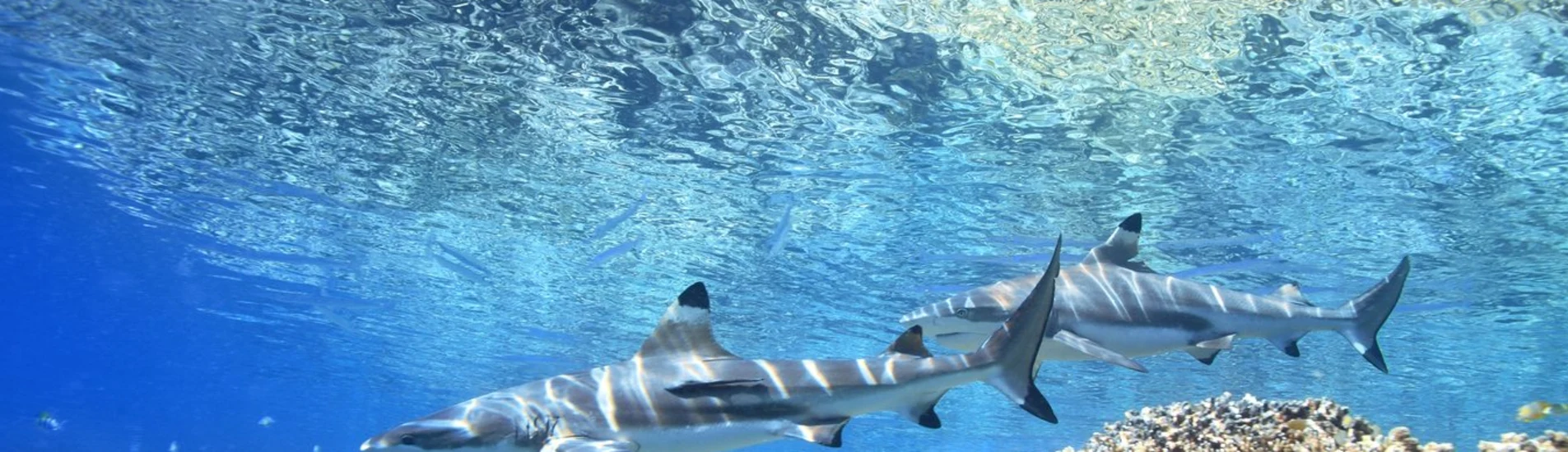 Honiara uçak bileti