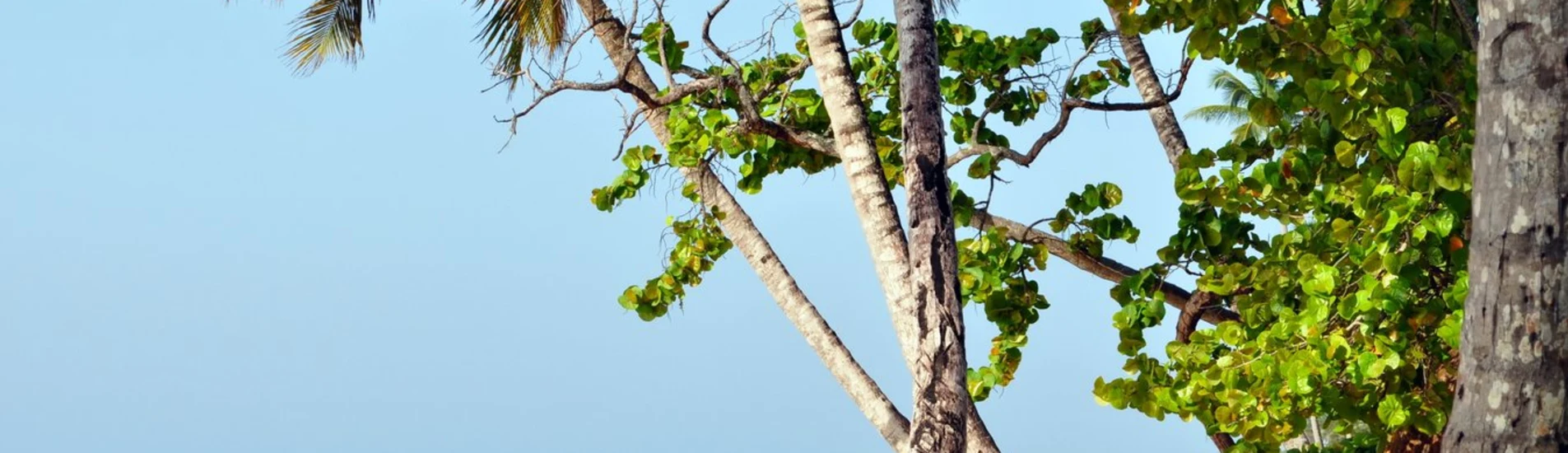 Sidney - Launceston uçak bileti