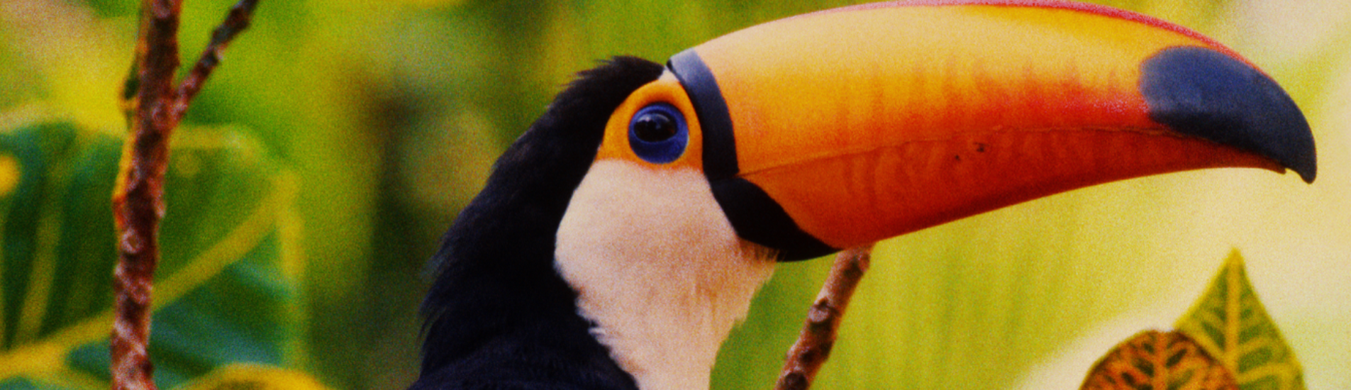 Alta Floresta uçak bileti