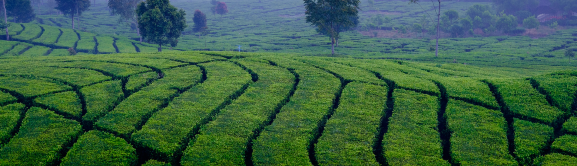 باندونج تذاكر طيران