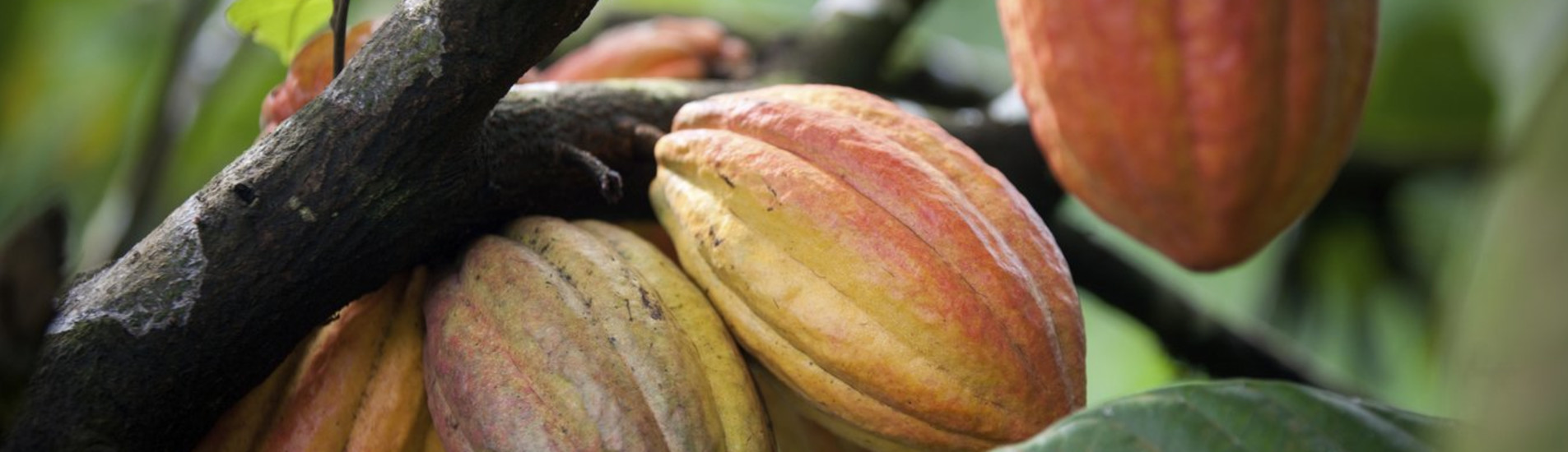 Calabar flight tickets