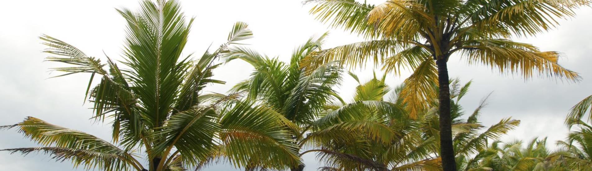 Guanaja uçak bileti