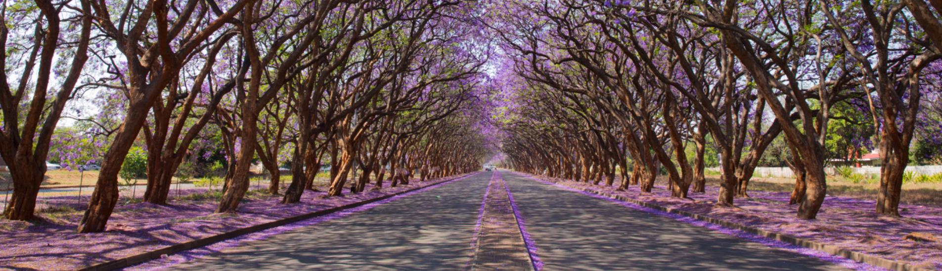 هراري تذاكر طيران