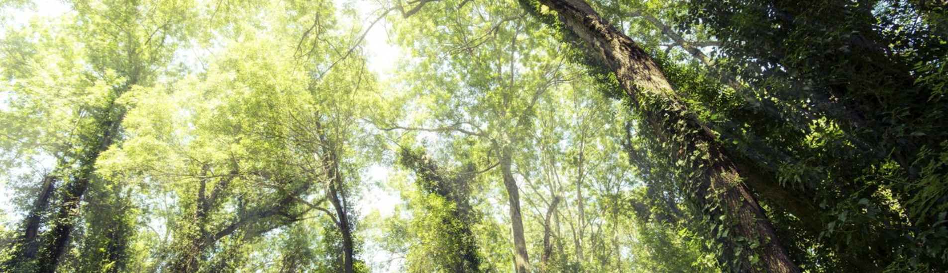 مبوجي-مايي تذاكر طيران