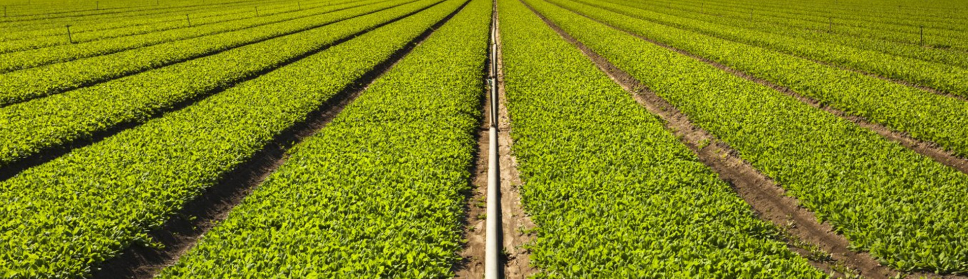 Salinas uçak bileti