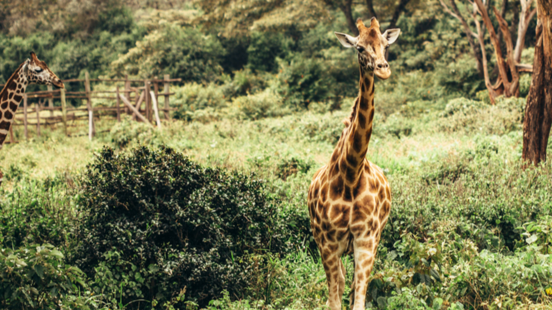 نيروبي تذاكر طيران