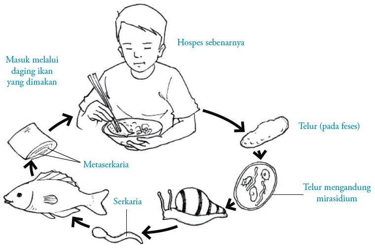 PLATYHELMINTHES BIOLOGI DAN KEHIDUPAN