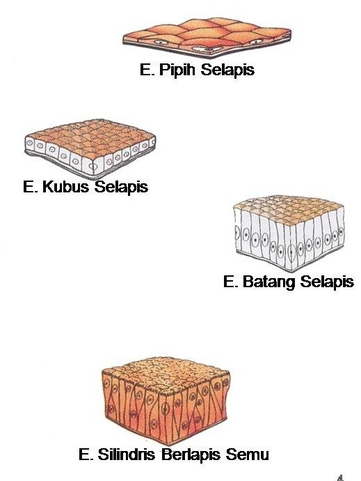 STRUKTUR DAN FUNGSI JARINGAN HEWAN  BIOLOGI DAN KEHIDUPAN