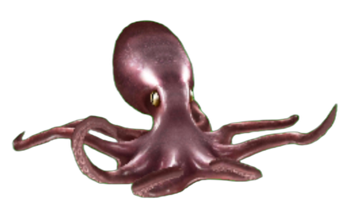 Giant Octopus