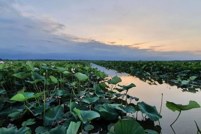 Anzali Lagoon