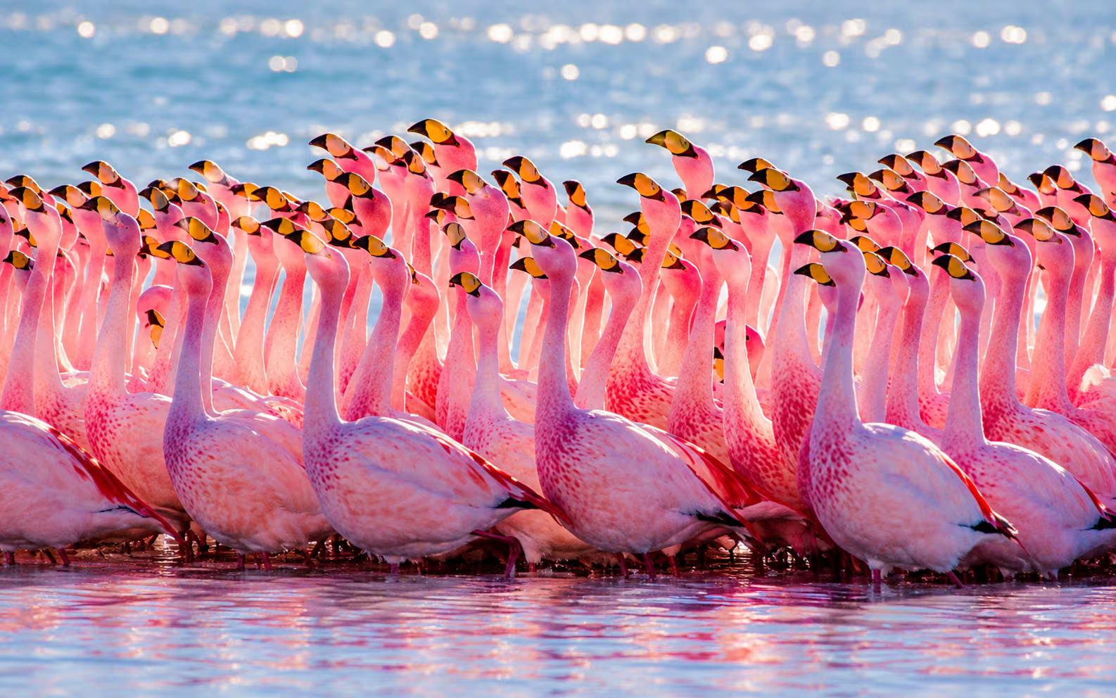 Bakhtegan Lake Flamingos