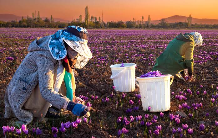Sargol-grade Iranian saffron threads harvested in Khorasan