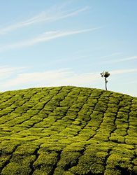 Activities in munnar