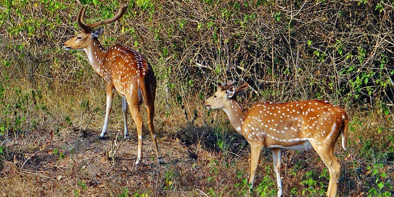 Bandipur National Park