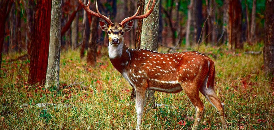 Pench national park - National Parks in India