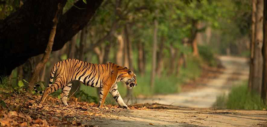 Dudhwa National Park - National Parks in India