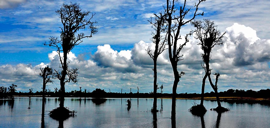 Dibru-Saikhowa National Park - Wildlife Parks of India