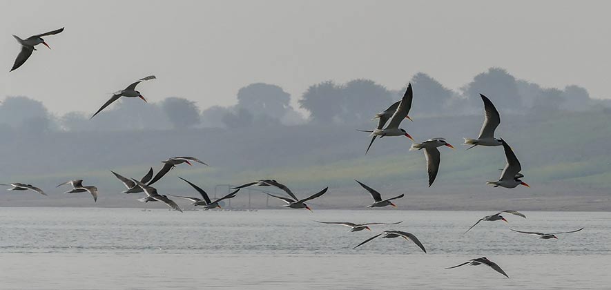 National Chambal Sanctuary - National Parks of India