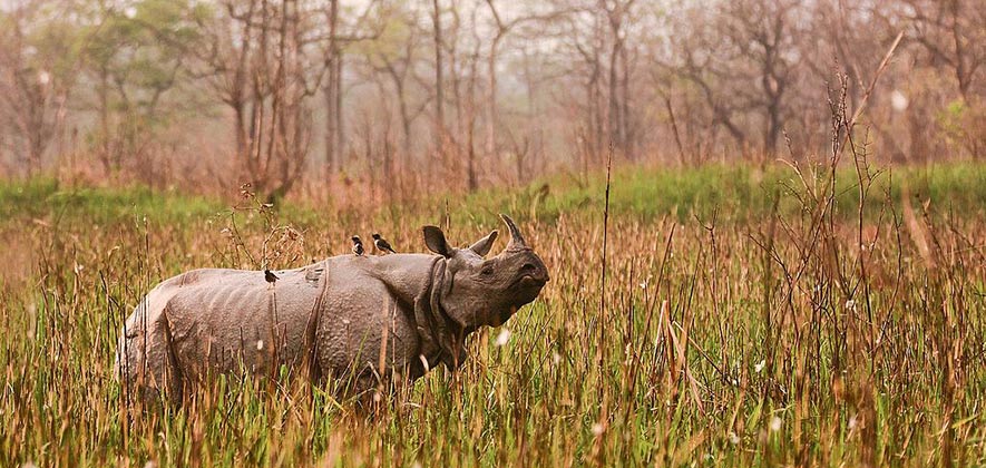 Orang National Park - National Parks of India