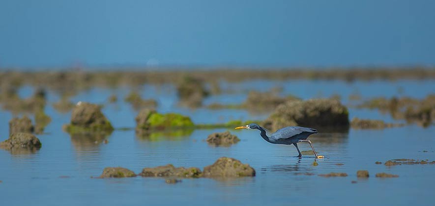 Gulf of Kutch Marine National Park