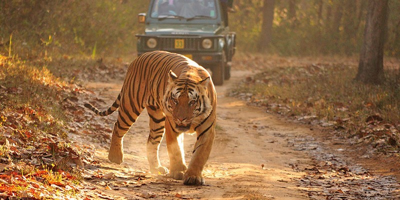 Best Wildlife tours in India - Jim Corbett National Park