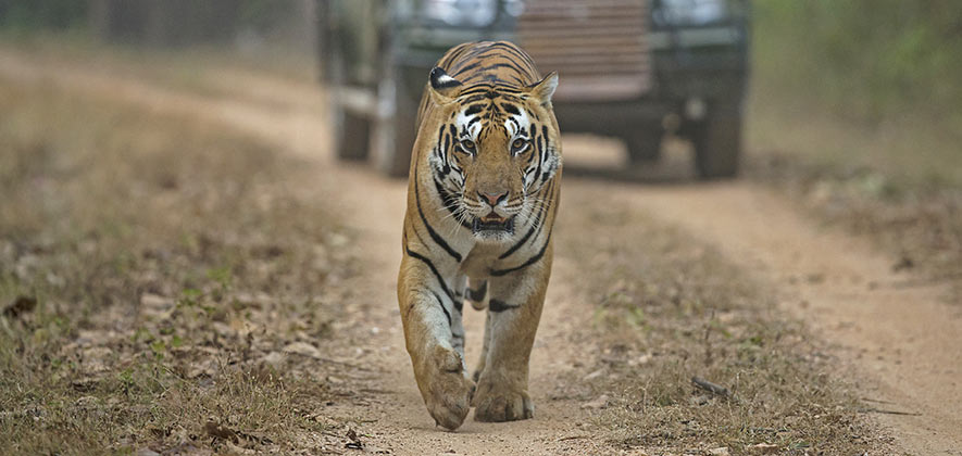 Ranthambore National Park safari - National Parks in India