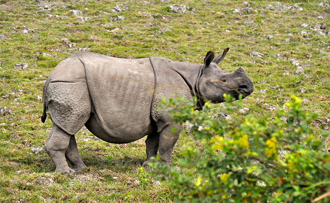 Kaziranga National Park Assam - Top National Parks in India