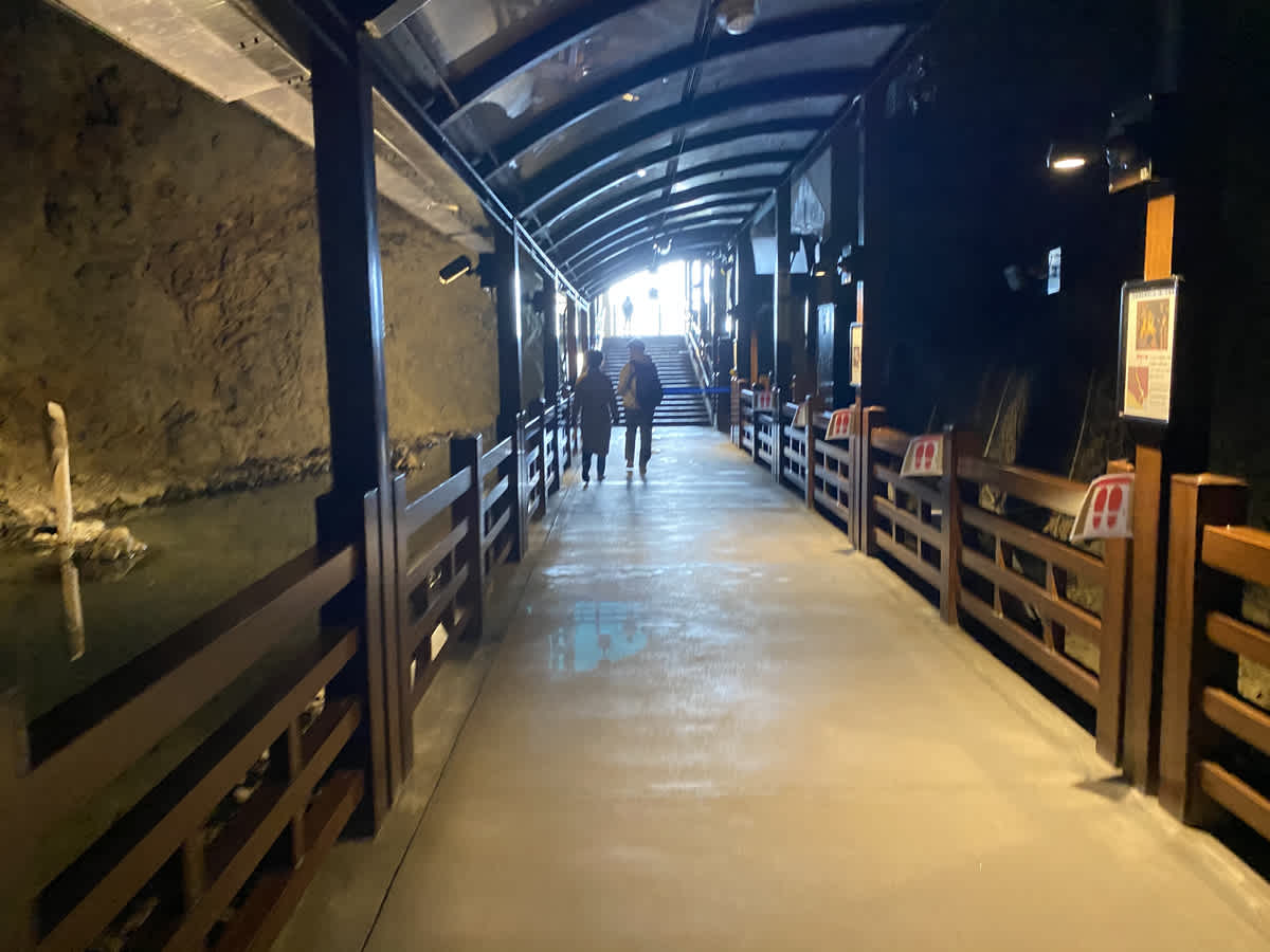 https://res.cloudinary.com/trpfrog/blog/enoshima-walk/20201229232019