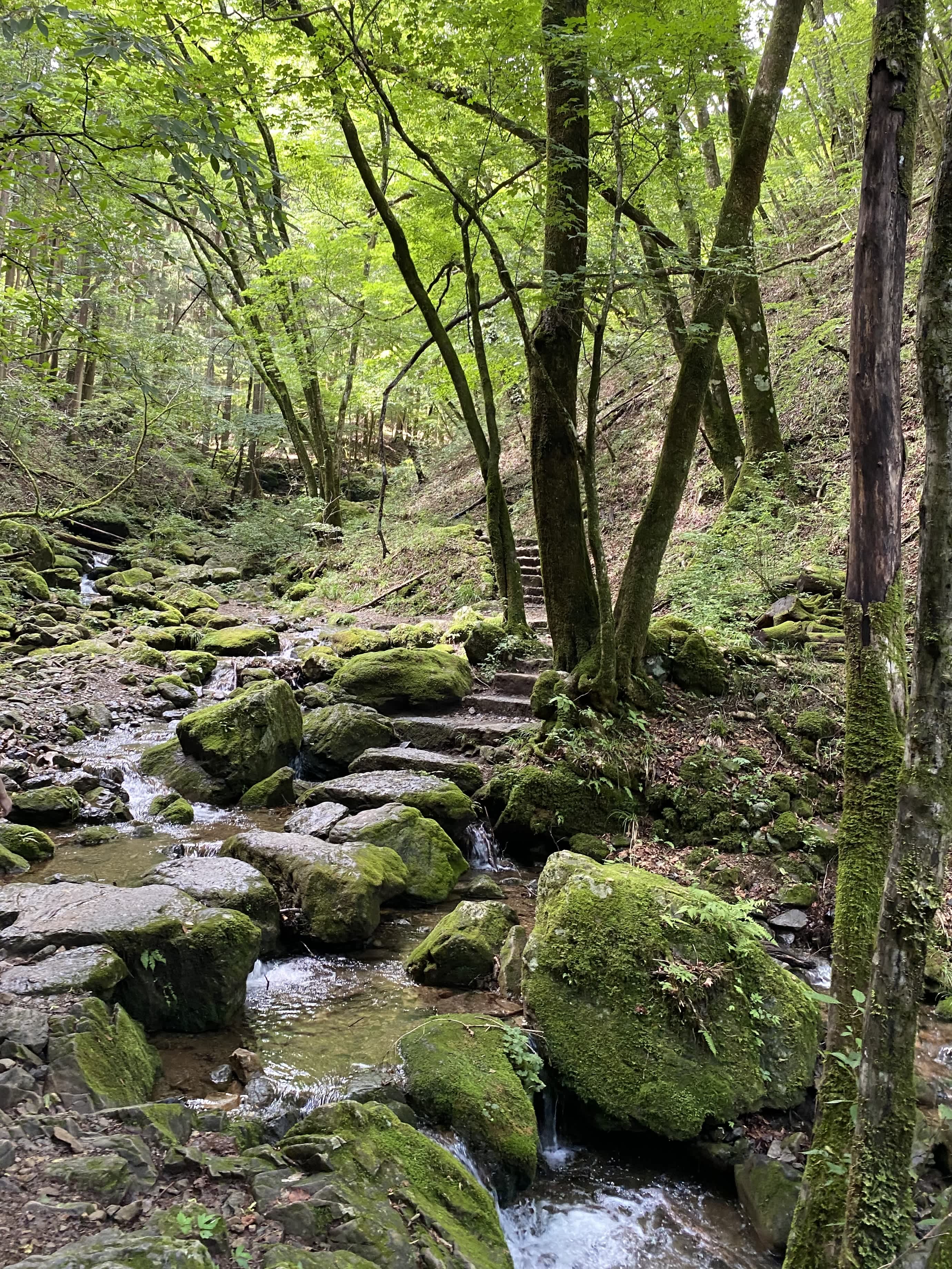 https://res.cloudinary.com/trpfrog/image/upload/v1661075546/blog/mt-mitake-otake/CF7DF686-0139-4E39-825A-7D630FC90B71_1_201_a.jpg
