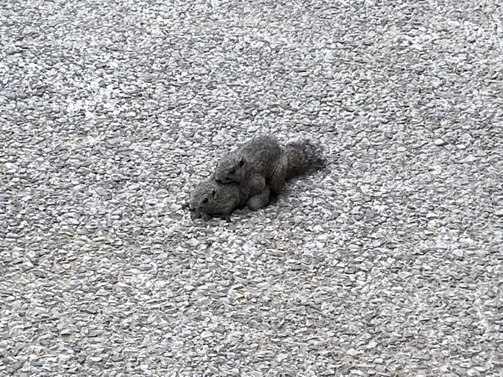 https://res.cloudinary.com/trpfrog/blog/squirrel-walking/20210403022315