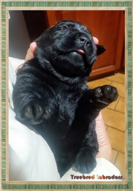 black Labrador Retriever puppy two weeks
                          old