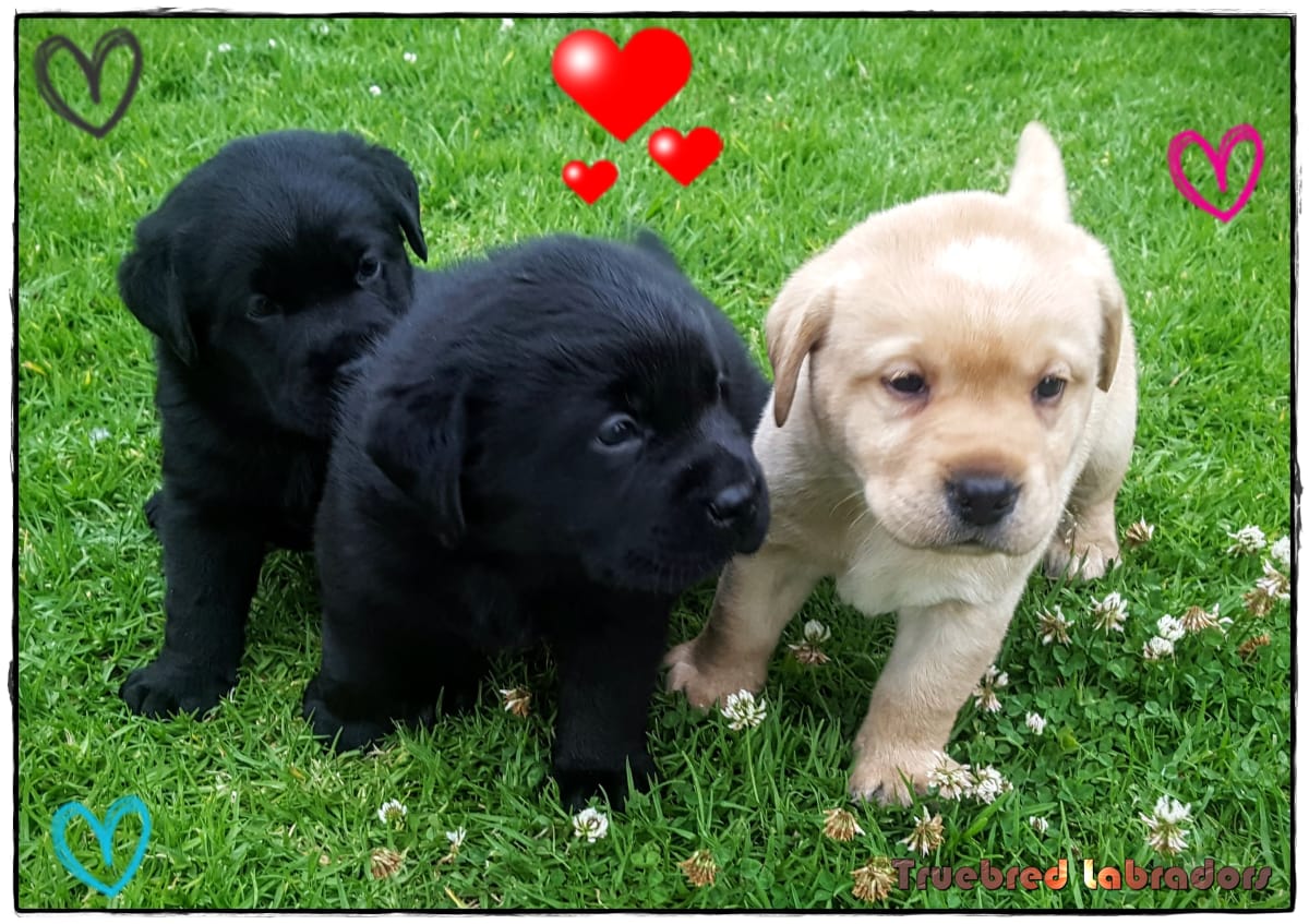 Labrador Puppies For Sale Nsw Australia July 2021