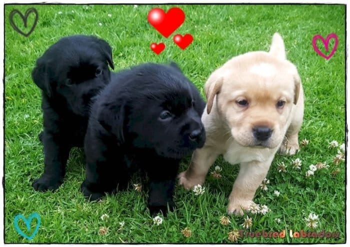 black labrador pup