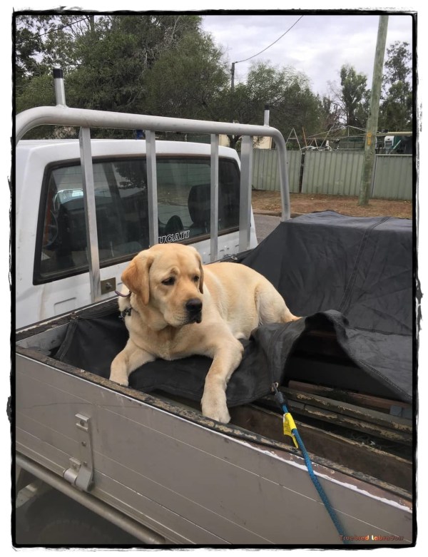 black and yellow or golden labrador pup