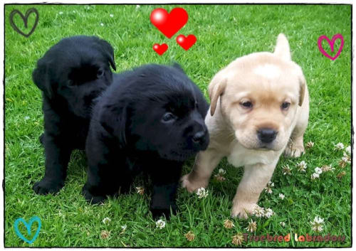 black and yellow labrador puppies perth western australia