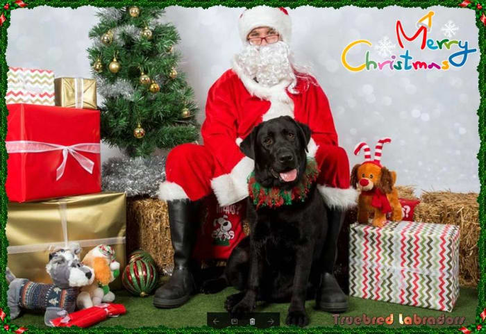 golden yellow labrador puppy