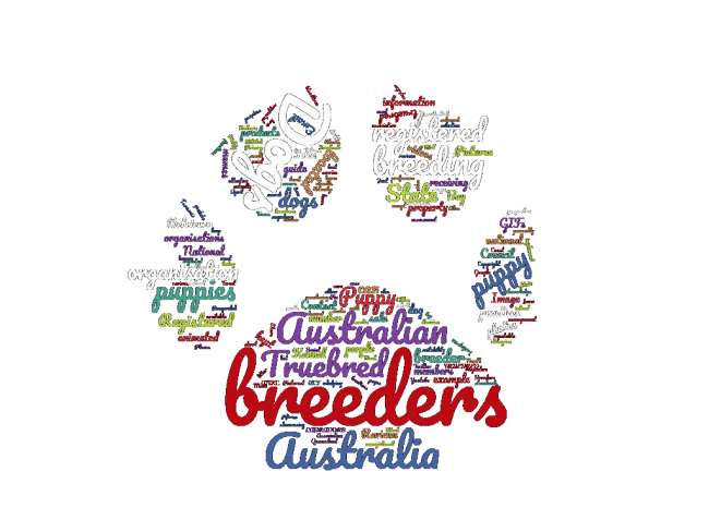 australian labrador breeders