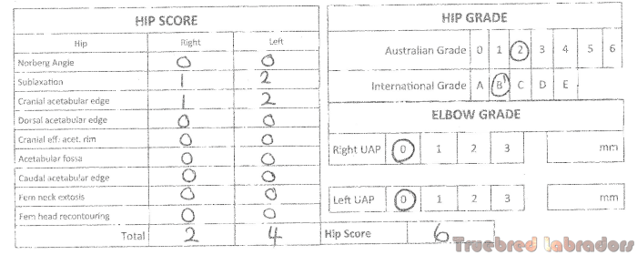 Labrador hip scores [February 2021] Truebred Labradors registered Labrador breeders