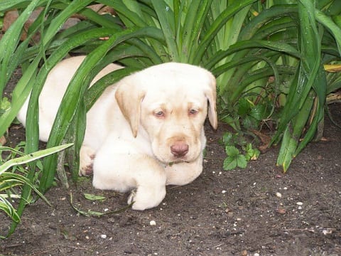 Labs With Light Coloured Noses Sunburn And Cancer Risks