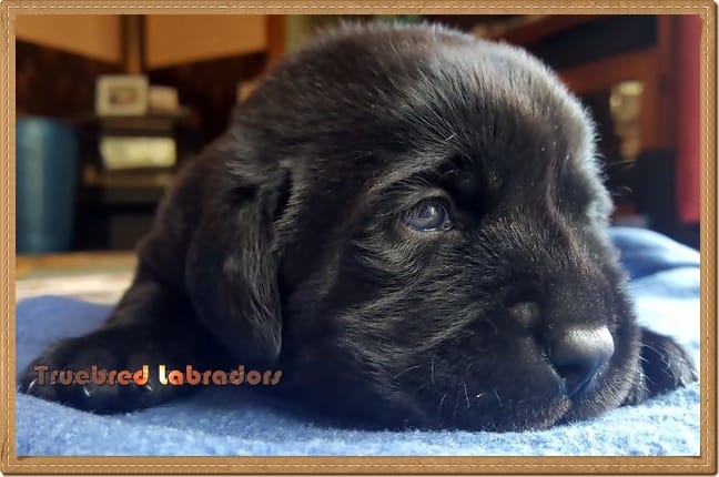 black labrador puppy