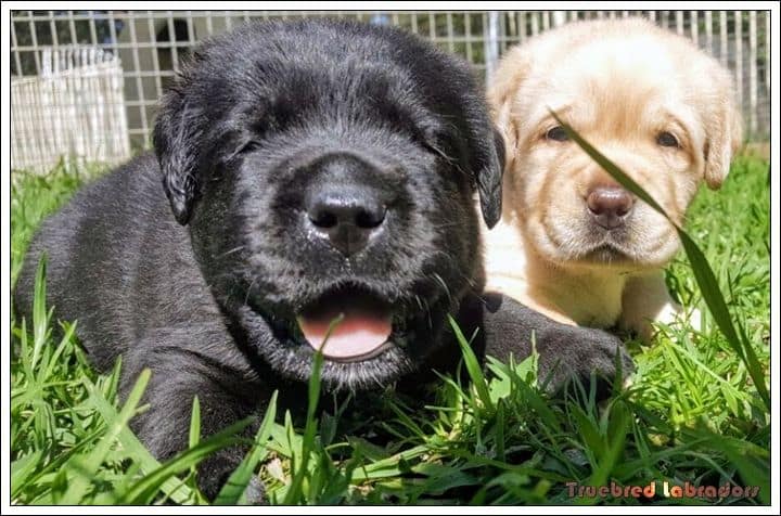 Labrador Retriever puppy