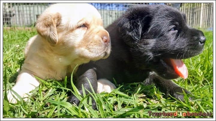 Labrador Retriever puppy